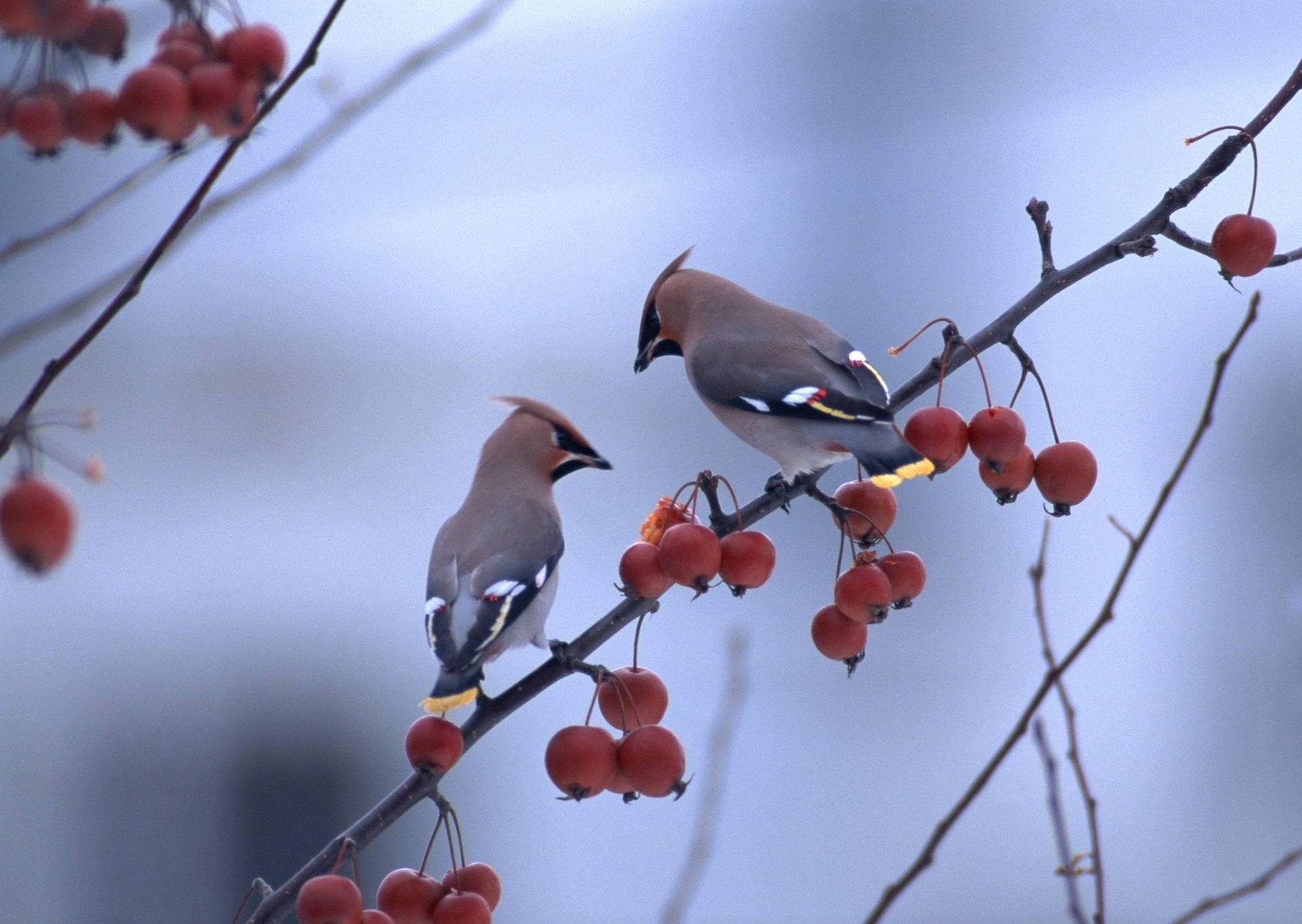 waxwing birds berries branches close up branch