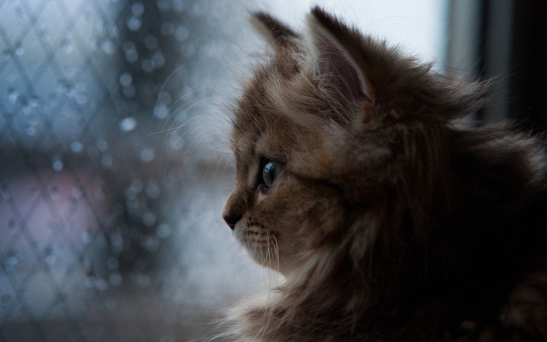 gatti gocce d acqua umore situazioni natura