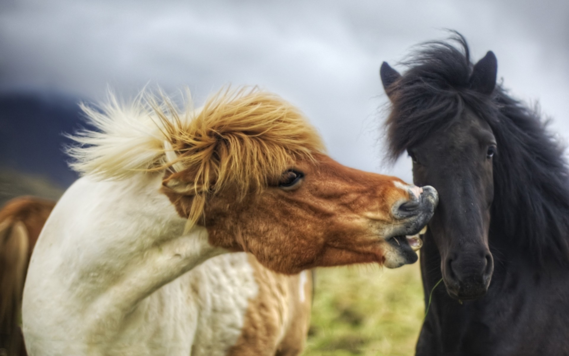 caballos pareja melena