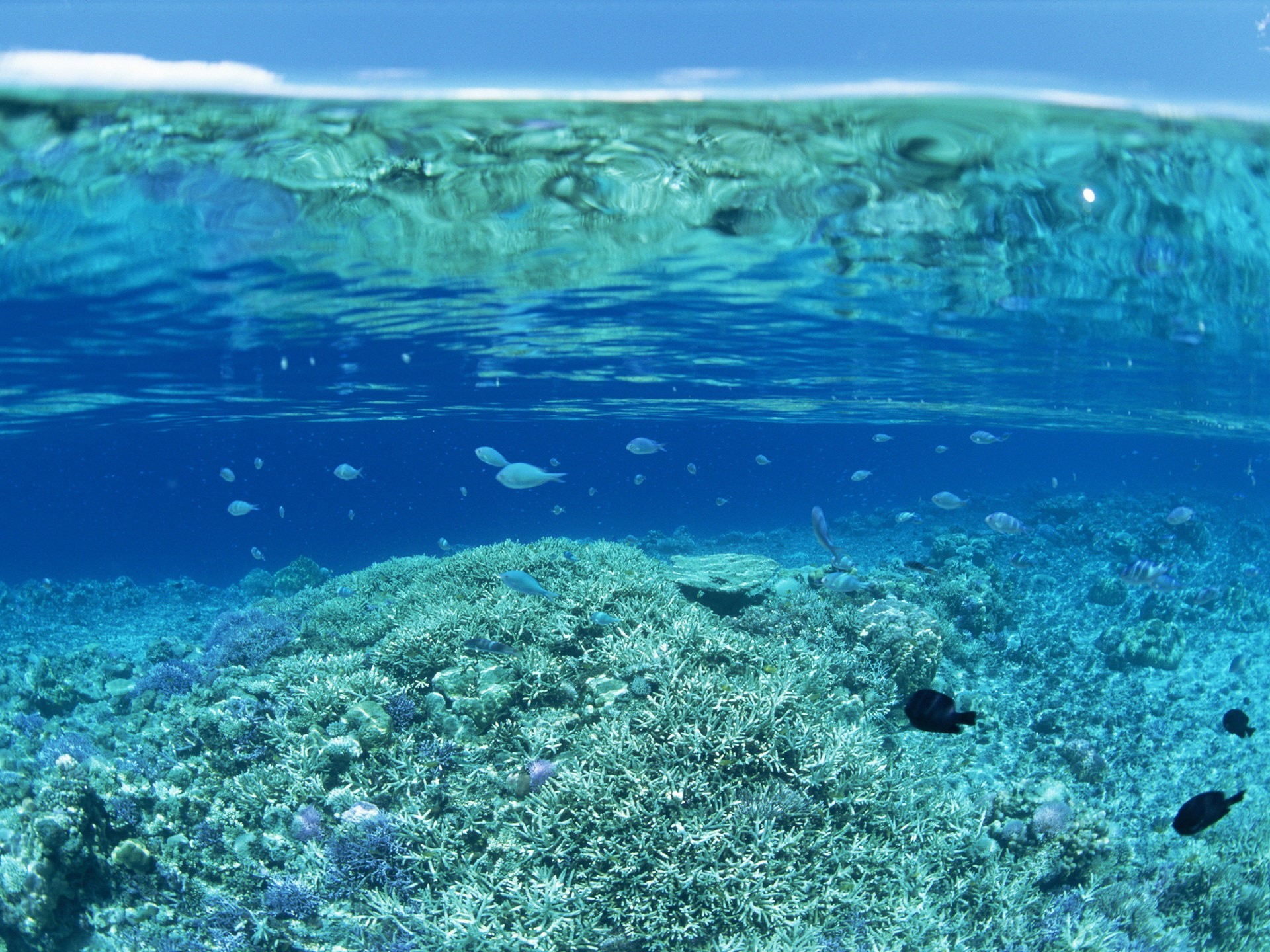 acqua fondo coralli pesci