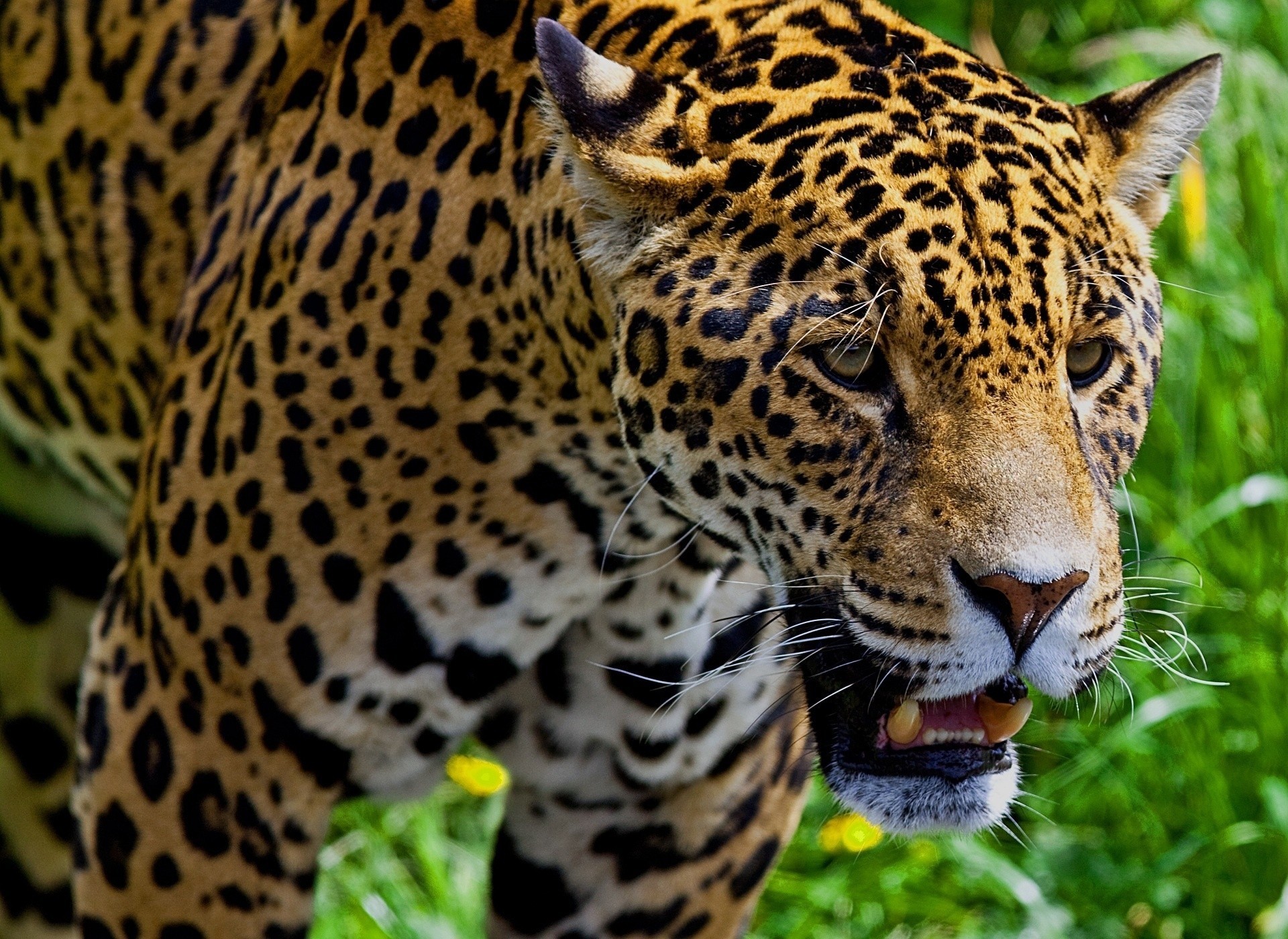 wild cat jaguar close up teeth