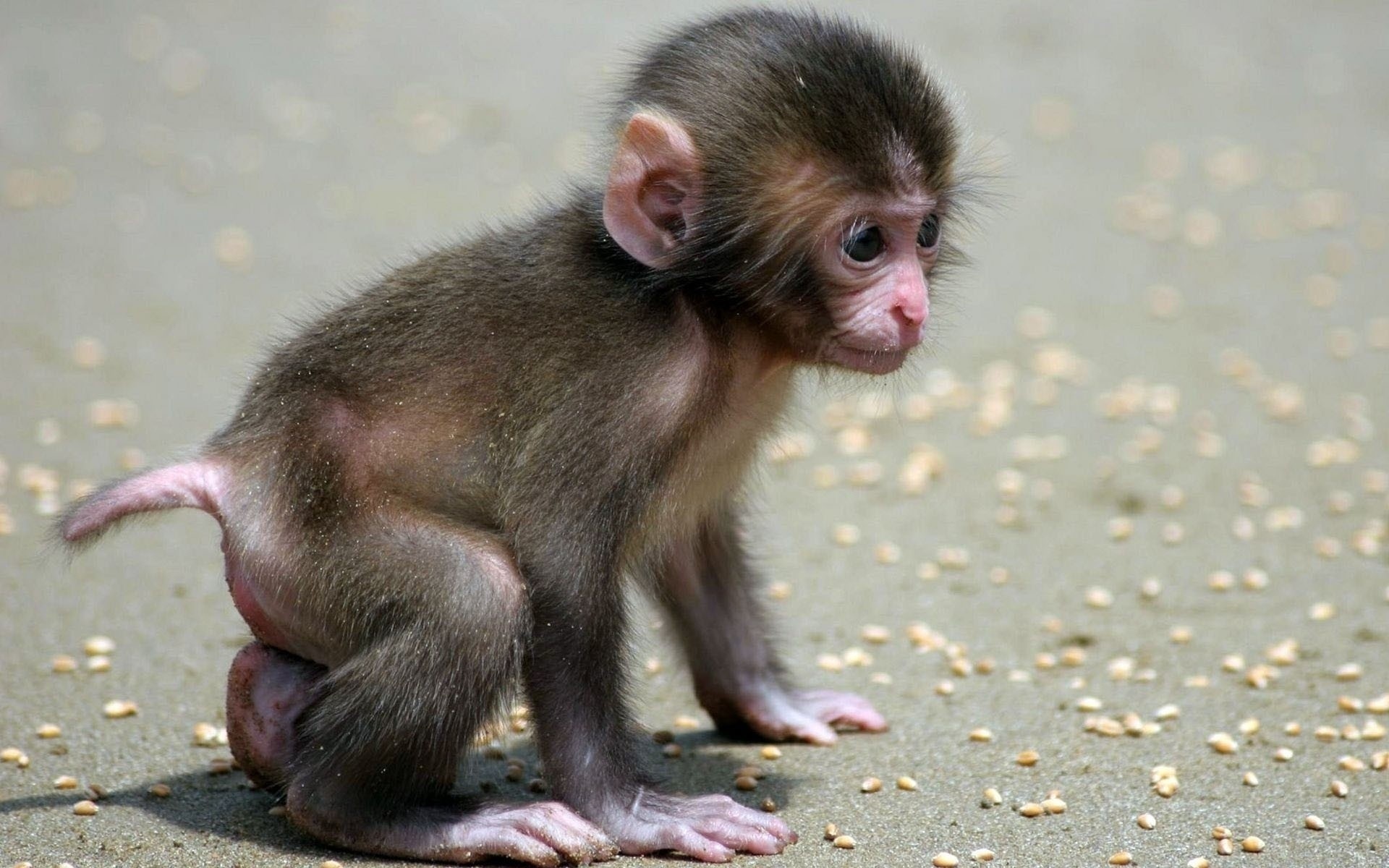 baby child monkey