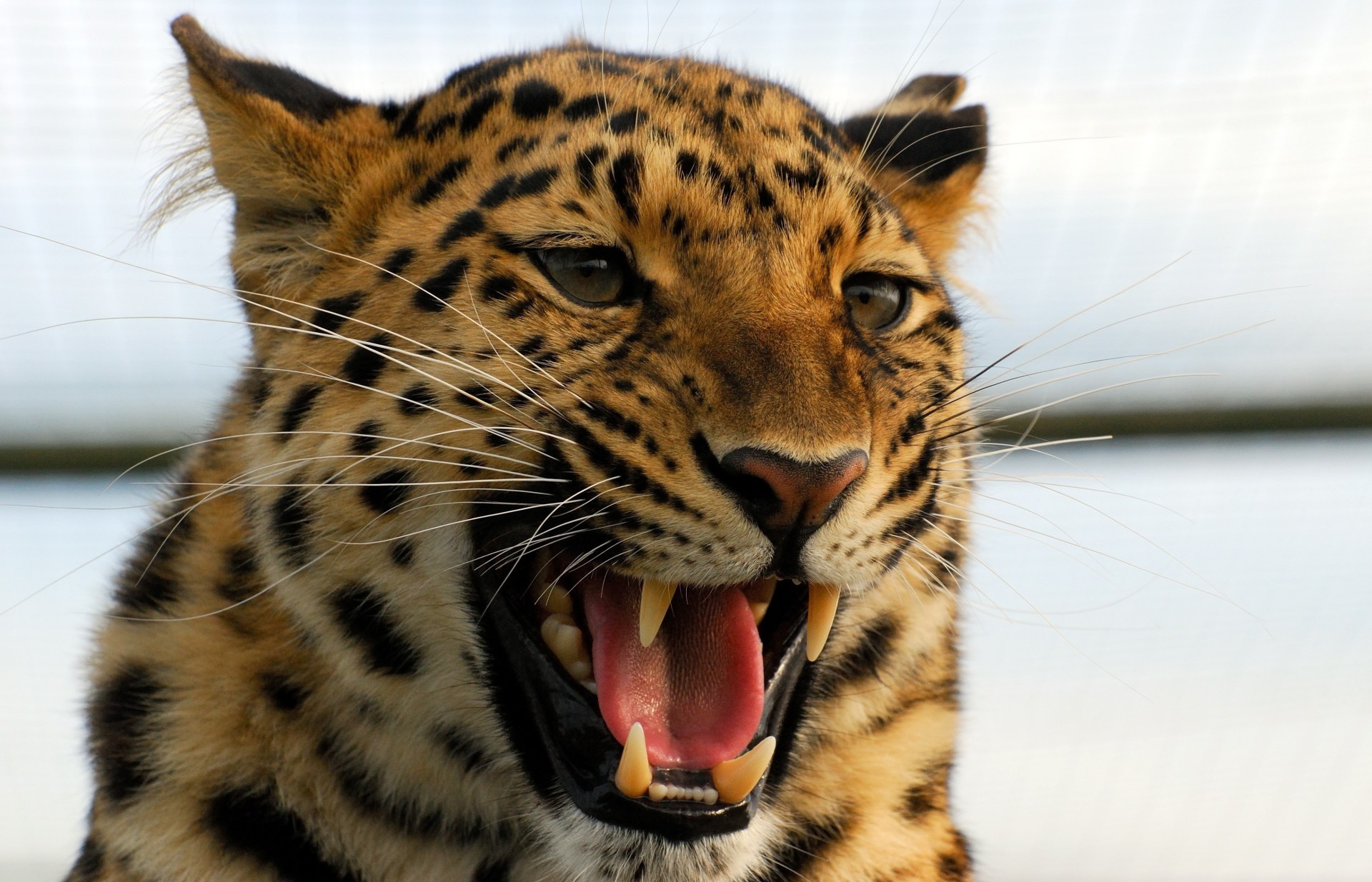 denti leopardo bocca zanne gatto selvatico animali