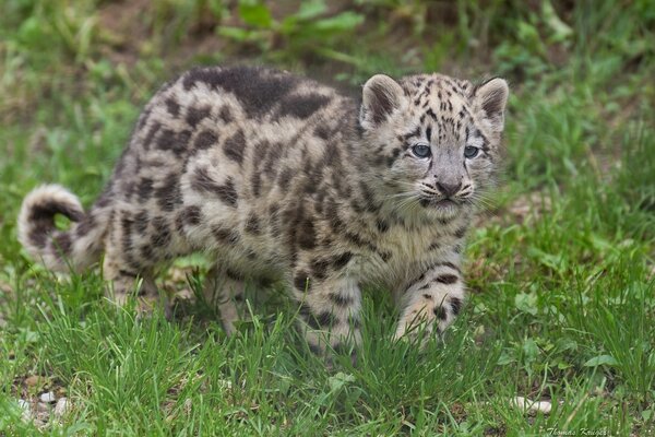 A cat walks on the green grass