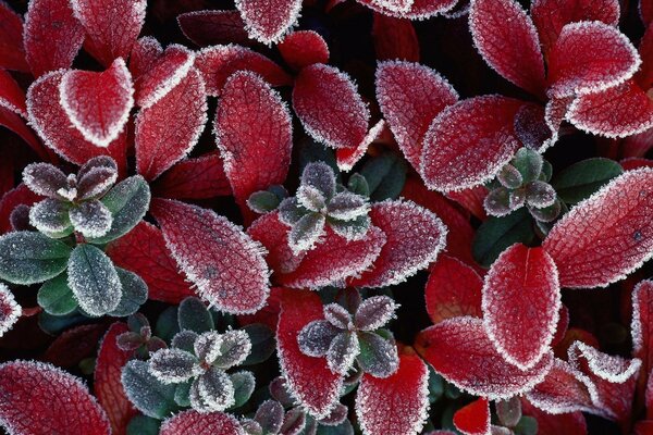 Mit Frost bedeckte rote Blätter