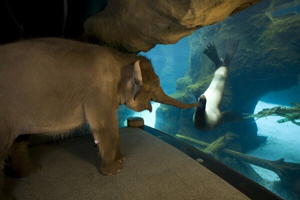 L éléphant tente de se faire des amis avec le phoque