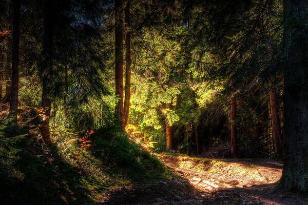 Luce solare attraverso la chioma degli alberi nella foresta