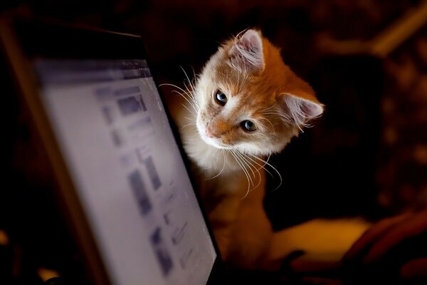 Chat curieux regarde dans le moniteur