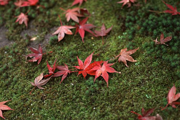 Red leaves lie on green moss
