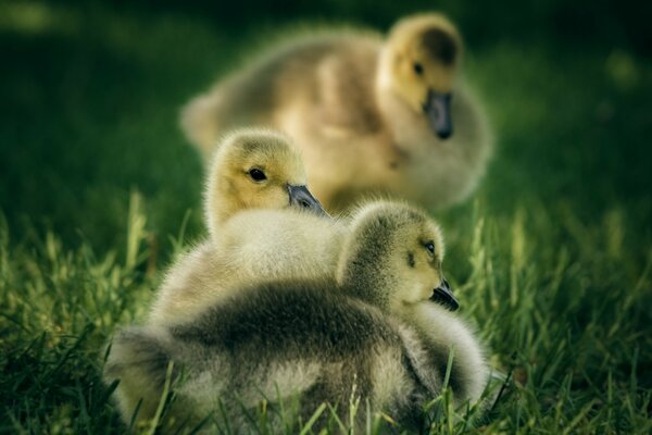 Schöne Entenküken, die auf Gras sitzen