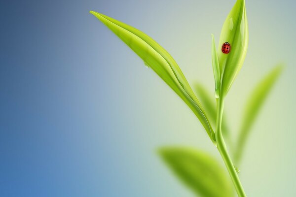 Minimalisme. coccinelle sur une feuille