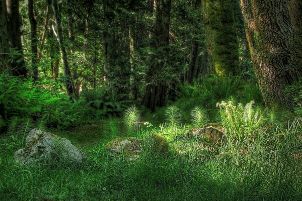 Wald. Bäume. Gras. Die Sonne