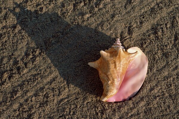 Shadow of a seashell on the seashore