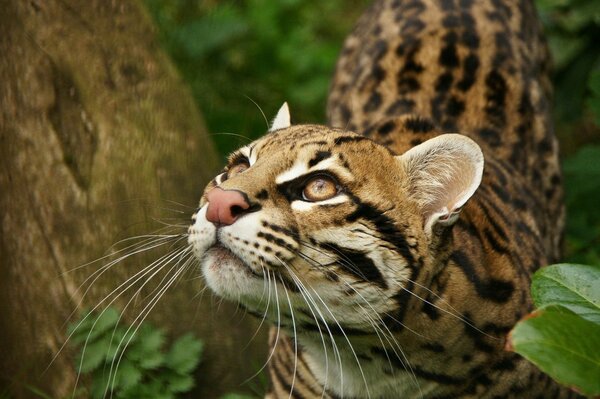 Beautiful wild cat in nature