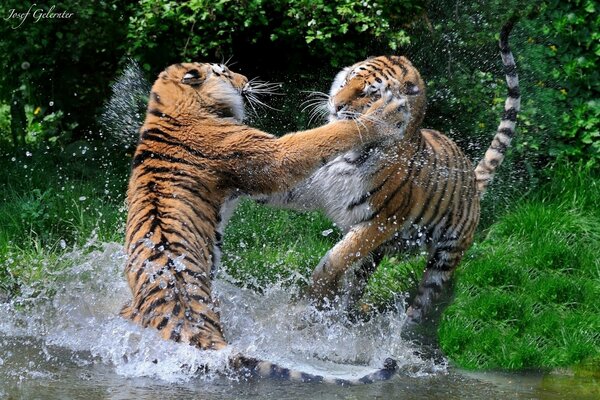 Due tigri selvatiche combattono nell acqua