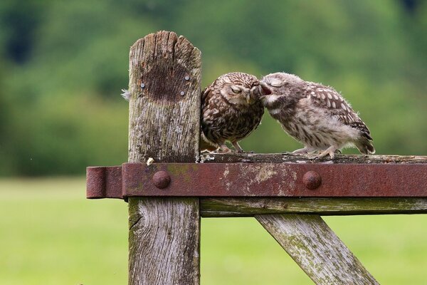 Tendresse des poussins d un hibou sur une haie