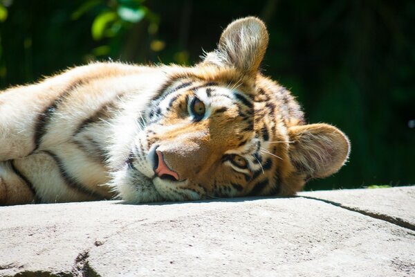 A wild tiger is lying on a rock