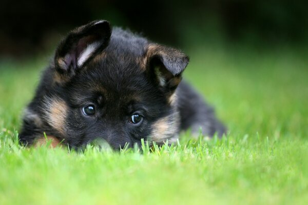 Cute shepherd puppy is lying on the grass