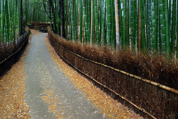 Bosquet de bambous quelque part en Chine