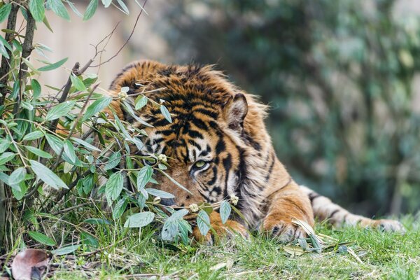 Ein gewaltiger Raubtier hat sich im Gras versteckt