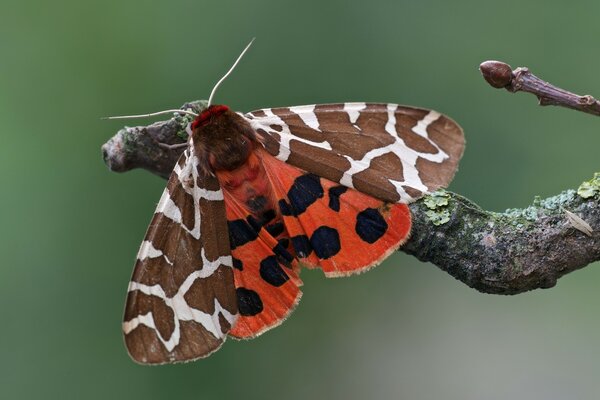 Hermosa mariposa sentada en una rama