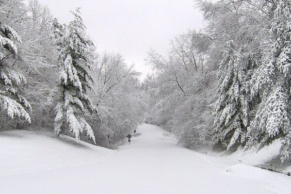 Camino de invierno cubierto de nieve en el bosque