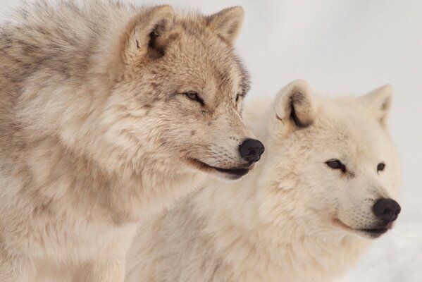 Les loups sont des prédateurs dangereux