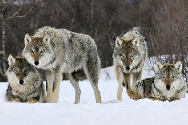 A pack of wolves is lying in the snow