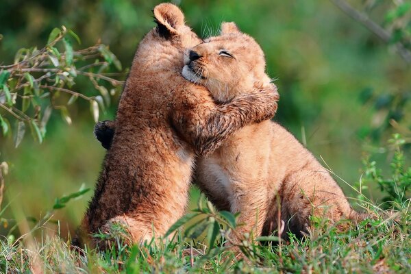 Due piccoli cuccioli di leone si abbracciano