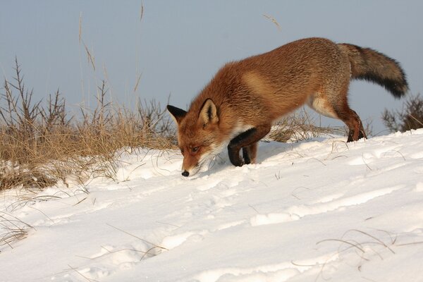 Bel hiver, le renard se sentant dans la neige proie