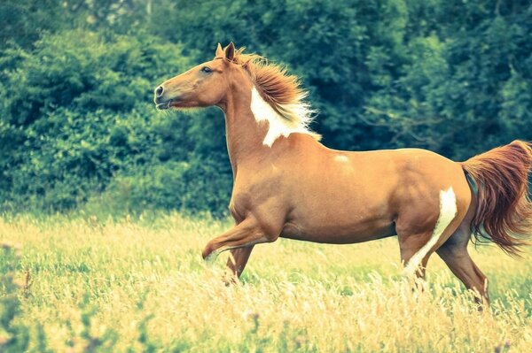 A beautiful horse gallops through the clearing