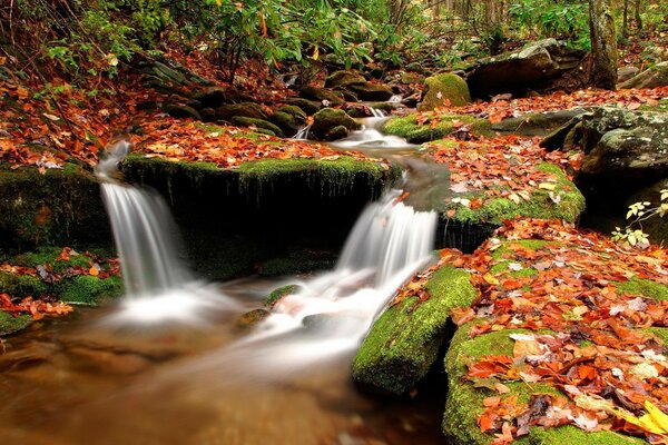 Una pequeña cascada con rápidos en el bosque de otoño