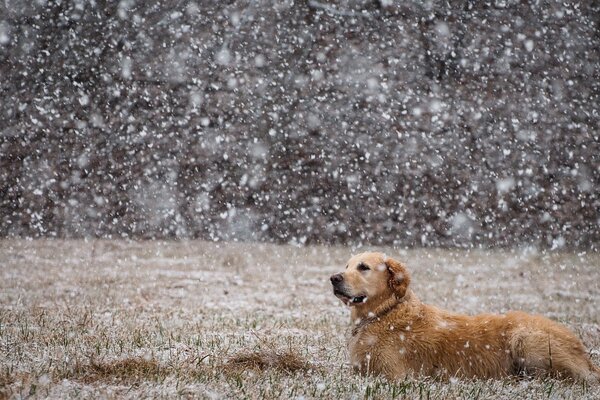 Hund im Feld im Schnee