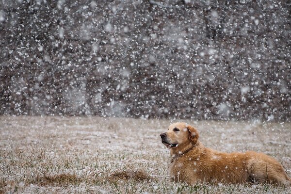Perro en el campo en la nieve