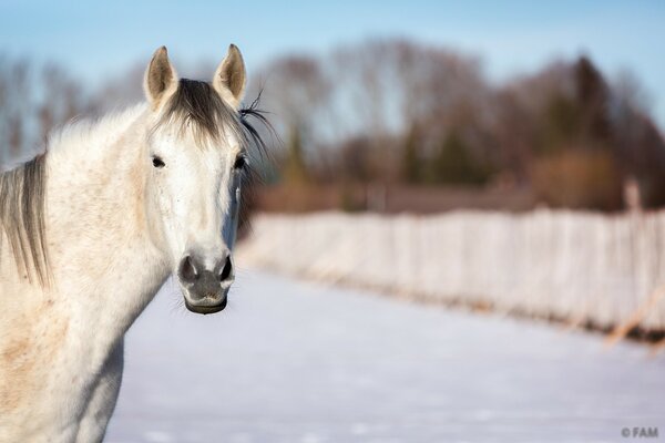 Caballo blanco de pie en el camino de invierno