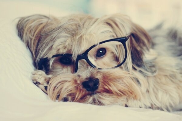 Yorkshire Terrier yace con gafas