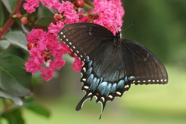 Le papillon est assis sur un cul-de-sac rose