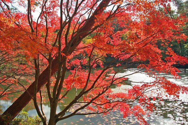 Herbst Liebe Herbst Schönheit