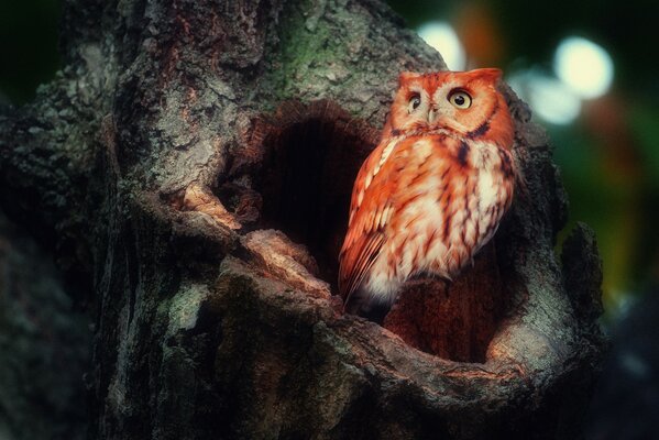 Árbol pájaro búho Redhead hueco