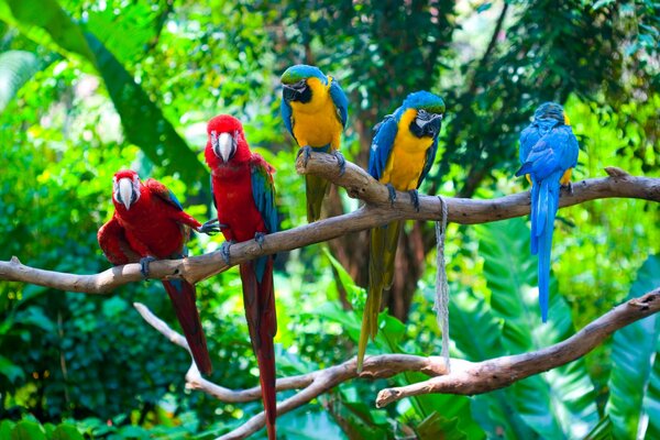 Los loros se sientan en la rama de un árbol