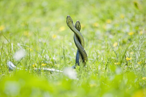 Schlangen verflochten sich im Gras