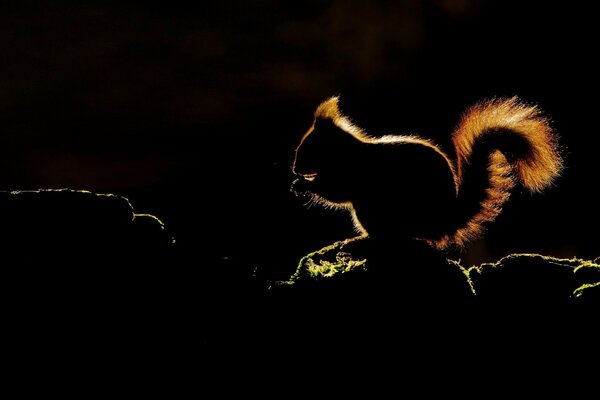 Silhouette of a squirrel on a dark background in the rays of light