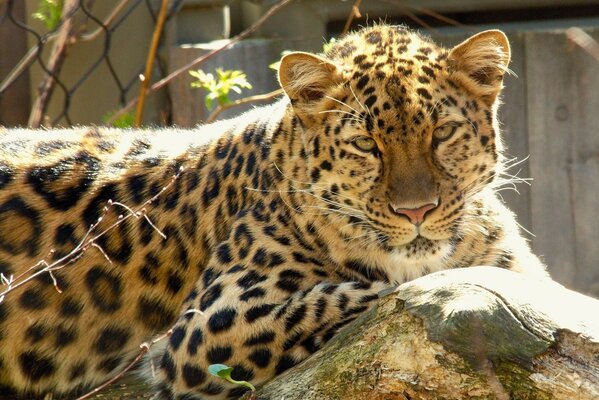 Il leopardo giace nella natura