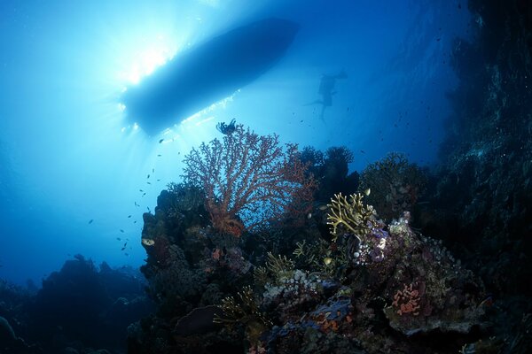 Buceador de buceo en el fondo