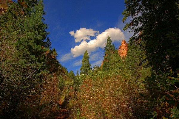 Sendero verde al cielo azul