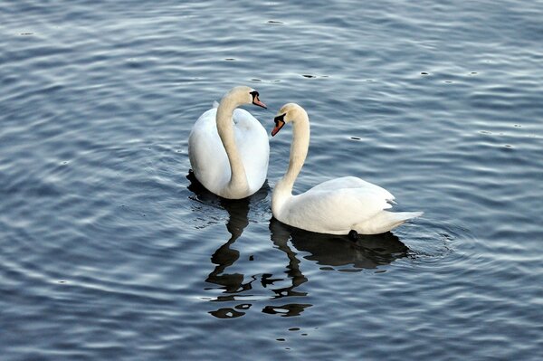 Pour les cygnes blancs, l eau