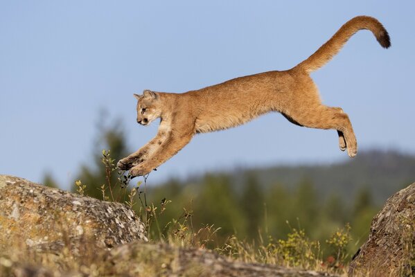 Hermoso salto de gato