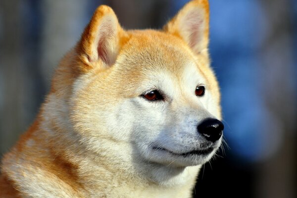 Netter, freundlicher, müder Hund