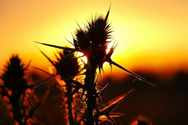 Gros plan de tir de l herbe avec des épines au coucher du soleil