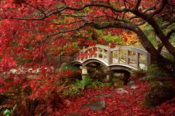 Curved bridge in the autumn Japanese garden